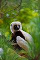 Coquerel's Sifaka Poster Print by Keren Su showcasing Madagascar wildlife.