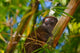 Bamboo Lemur in the Bamboo Forest Poster Print by Keren Su