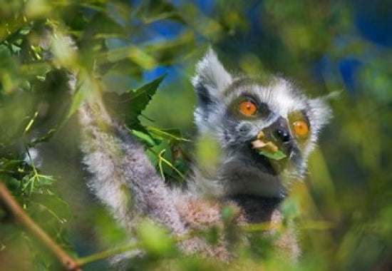 Ring-Tailed Lemur poster print showcasing the vibrant wildlife of Madagascar.