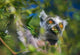 Ring-Tailed Lemur poster print showcasing the vibrant wildlife of Madagascar.
