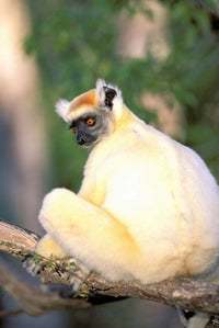 Golden-crowned Sifaka Poster Print by Pete Oxford showcasing vibrant wildlife photography.