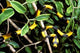 Snake poster print showcasing Western deciduous forests in Madagascar by Pete Oxford.