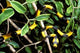 Snake in Western Deciduous Forests Poster Print by Pete Oxford, showcasing Madagascar wildlife.