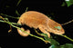 Malagasy Chameleon on Branch Poster by Pete Oxford featuring vibrant colors.