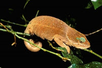 Malagasy Chameleon on Branch Poster Print by Pete Oxford from Montagne D'Ambre National Park, Madagascar