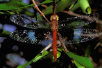 Madagascar Ankarana Reserve Malagasy Dragonfly insect poster print by Pete Oxford.