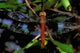 Madagascar Ankarana Reserve Malagasy Dragonfly insect poster print by Pete Oxford.