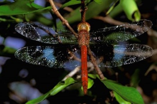 Madagascar Ankarana Reserve Malagasy Dragonfly Poster Print by Pete Oxford
