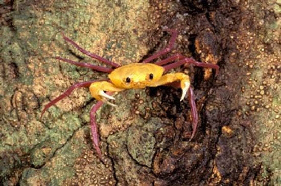 Terrestrial Arboreal Crab Poster Print featuring Madagascar wildlife.