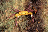 Terrestrial Arboreal Crab Poster Print featuring Madagascar wildlife.