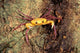 Terrestrial Arboreal Crab Poster Print featuring Madagascar wildlife.