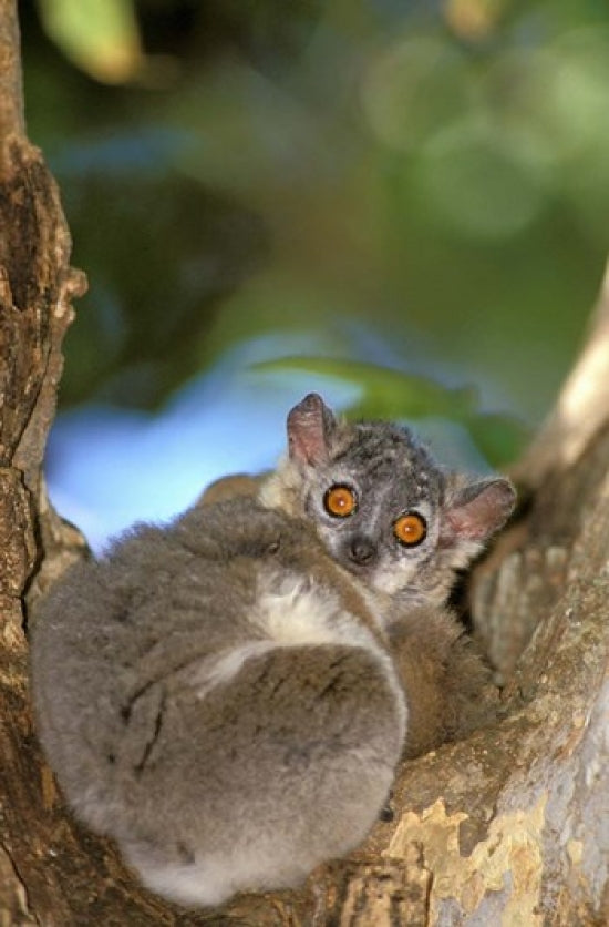 Whitefooted Sportive Lemur Poster Print from Berenty Reserve by Pete Oxford