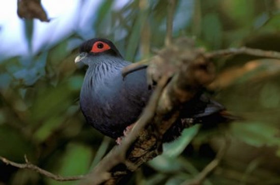 Madagascar Ranamafana Blue Pigeon Poster Print by Pete Oxford.