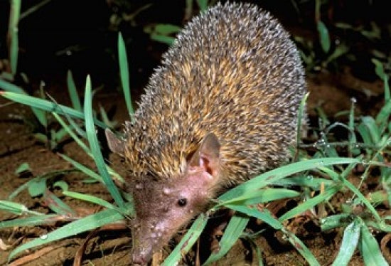 Greater Hedgehog Tenrec wildlife poster print by Pete Oxford