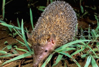 Greater Hedgehog Tenrec wildlife poster print by Pete Oxford