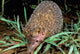 Greater Hedgehog Tenrec wildlife poster print by Pete Oxford