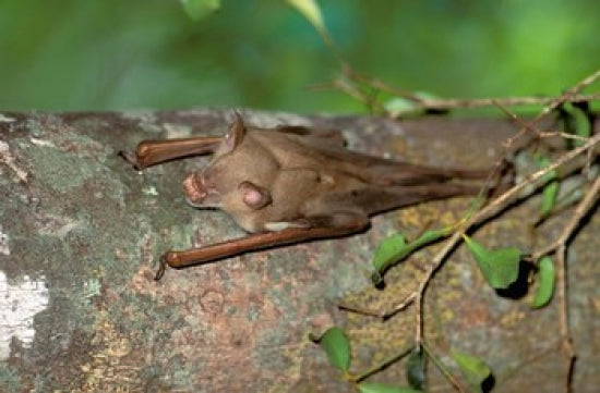 Commerson's leaf-nosed bat wildlife poster print by Pete Oxford