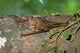 Commerson's leaf-nosed bat wildlife poster print by Pete Oxford
