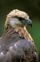Giant Coua Sunbathing Poster Print by Pete Oxford showcasing exotic nature.