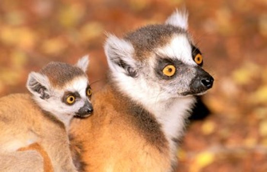 Ring-tailed lemur poster print by Pete Oxford from Madagascar Berenty Reserve