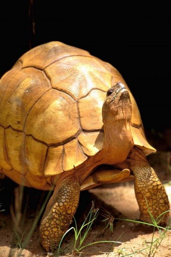 Plough-share Tortoise Poster Print by Pete Oxford, showcasing the unique tortoise from Madagascar.