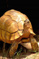 Plough-share Tortoise Poster Print by Pete Oxford, showcasing the unique tortoise from Madagascar.
