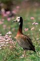 Knob-billed Duck poster print by Pete Oxford showcasing La Madraka, Madagascar.