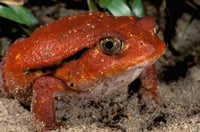 Tomato Frog Poster Print by Pete Oxford featuring Dyscophus antongili