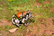 Terrible Frog Poster Print showcasing a unique Madagascar frog by Pete Oxford