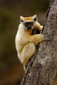 Golden-Crowned Sifaka Poster Print from Madagascar by Pete Oxford