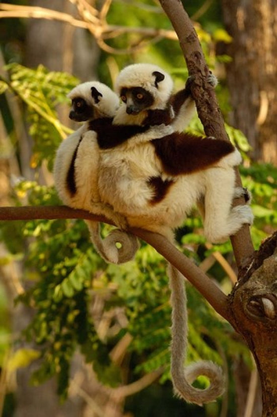 Coquerel's Sifakas Poster Print showcasing primates in Madagascar's deciduous forest.