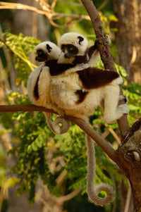 Coquerel's Sifakas Poster Print showcasing primates in Madagascar's deciduous forest.