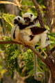 Coquerel's Sifakas Poster Print showcasing primates in Madagascar's deciduous forest.