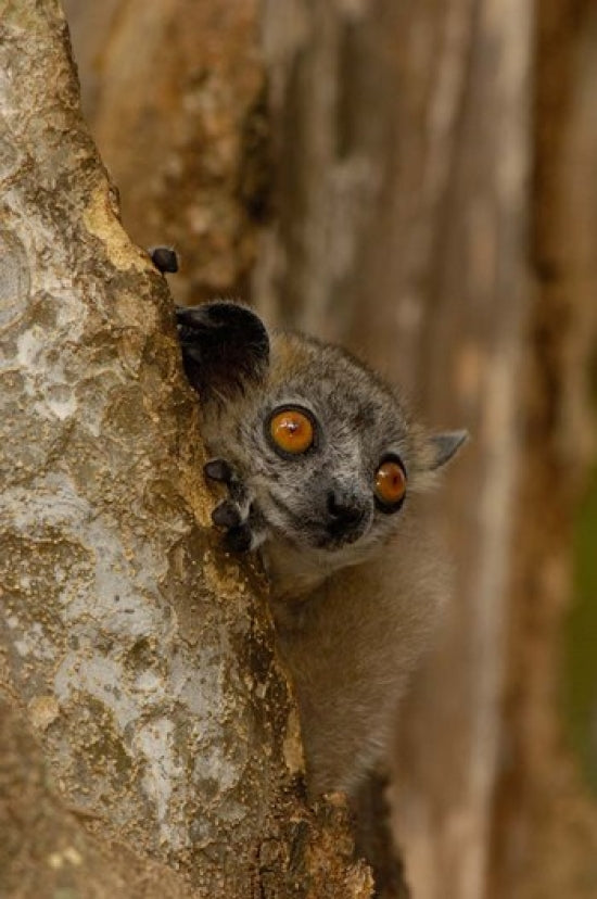 White-footed Sportive Lemur Poster Print from Berenty Reserve, Madagascar