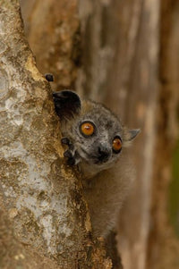 White-footed Sportive Lemur Poster Print from Berenty Reserve, Madagascar