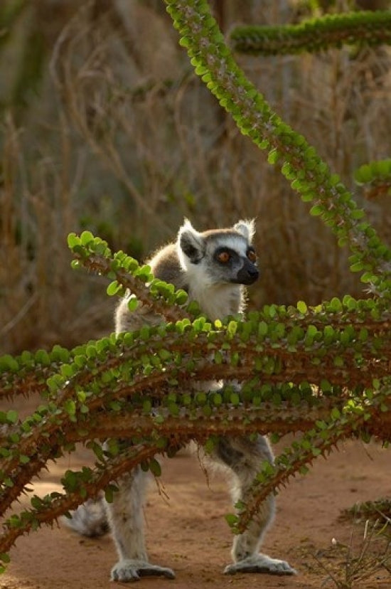 Ring-tailed Lemur wildlife poster print from Berenty Reserve, Madagascar.