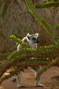 Ring-tailed Lemur wildlife poster print from Berenty Reserve, Madagascar.