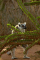 Ring-tailed Lemur wildlife poster print from Berenty Reserve, Madagascar.