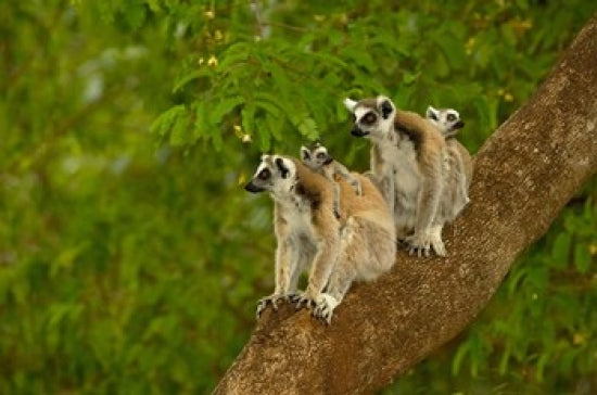 Ring-tailed lemurs in Berenty Reserve, Madagascar - Poster Print by Pete Oxford