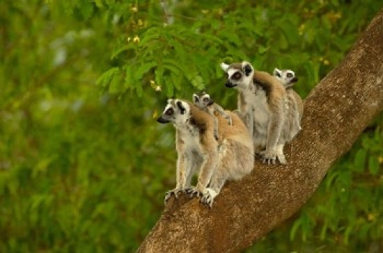 Ring-tailed lemurs poster print capturing the wildlife of Madagascar.
