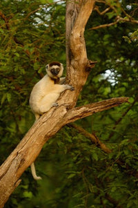 Verreaux's Sifaka primate poster print by Pete Oxford, showcasing Madagascar wildlife.