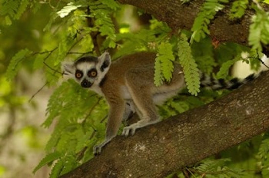 Ring-Tailed Lemur Poster Print from Beza Mahafaly Reserve, Madagascar.