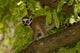 Ring-Tailed Lemur Poster Print from Beza Mahafaly Reserve, Madagascar.