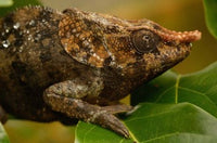 Short-Horned Chameleon Lizard Poster Print by Pete Oxford
