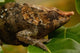Short-Horned Chameleon Lizard Poster Print by Pete Oxford