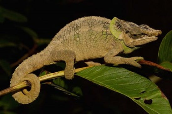 Green-Eared Chameleon lizard poster print by Pete Oxford