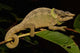 Green-Eared Chameleon lizard poster print by Pete Oxford