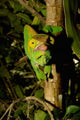 Parson's Chameleon Lizard Poster Print by Pete Oxford showcasing vibrant colors.