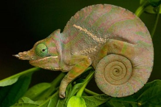 Baudrier's Chameleon poster print by Pete Oxford showcasing vibrant colors.