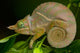 Baudrier's Chameleon poster print by Pete Oxford showcasing vibrant colors.